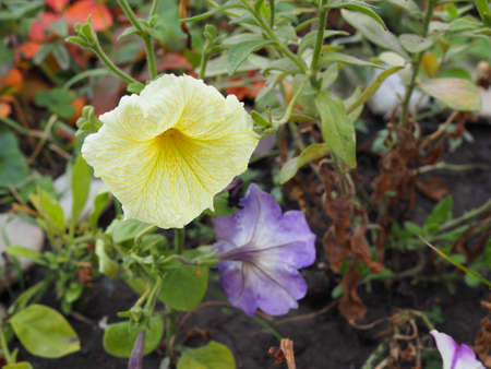 large purple petuniasの写真素材