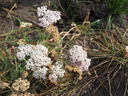 Medicinal wild herb Yarrow Achillea millefolilium . The plant during flowering , closeup