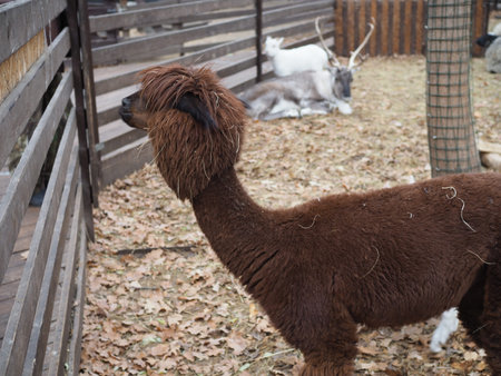 a portrait of a red-haired alpaca with a shaved bang, eyes are visible, looks into the camera, a pretty muzzle of a female,の写真素材