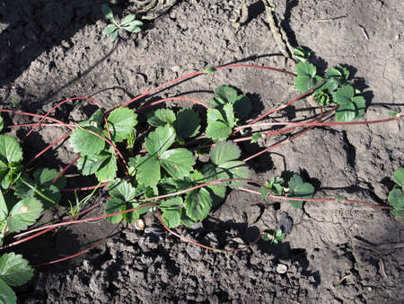 Strawberry bushes with pruned excess shoots after fruitingの写真素材