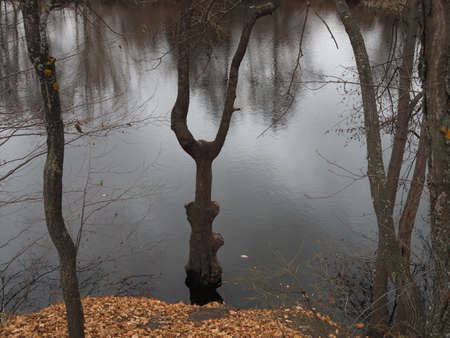 forked tree trunk standing in the water in high waterの写真素材