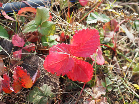 Close up, macron on colorful autumn leaves. Garden strawberry leaf in brown, red, orange and yellow.の写真素材