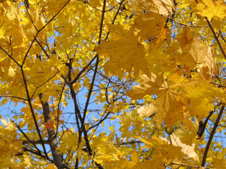 Season of beautiful autumn leaves,yellow maple leaves on branchesの写真素材
