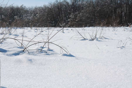 background of fresh snow texture in blue toneの写真素材