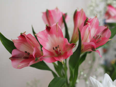 beautiful pink alstroemeria flowers, concept of spring and celebrationの写真素材