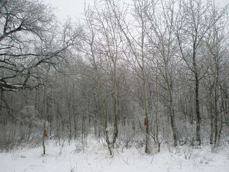 cold day in the snowy winter forestの写真素材