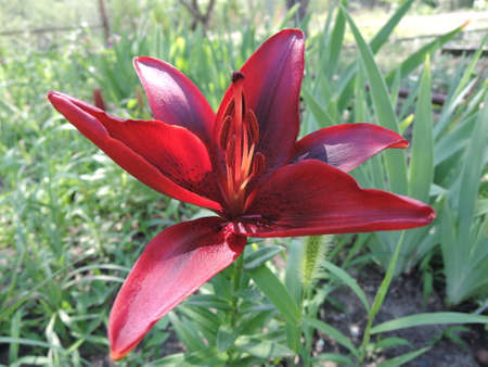 garden lily with orange flower and green leaves in the garden on a warm summer day, closeup. focus on stamens and pistilsの写真素材