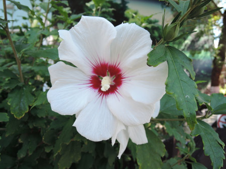 Malva moschata with delicate white flowers in the garden in summer closeup. Beautiful plant with seasonal blooming for landscape design of the Park and gardenの写真素材