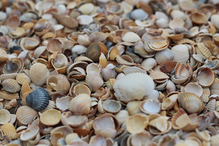 Many small shells close-up lying on the beach on a summer dayの写真素材