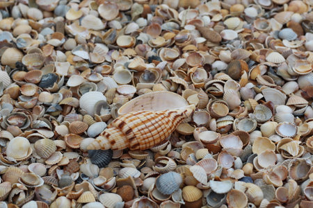Macro mode. A large beautiful shell lies among the many small shells on the shoreの写真素材