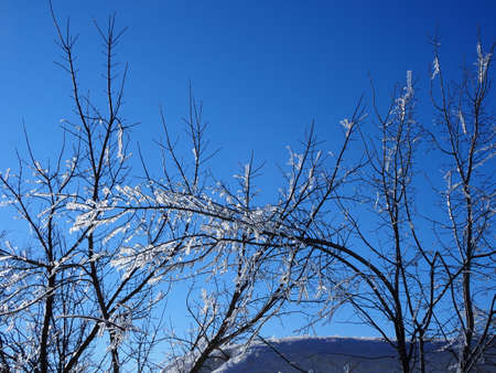 branches frozen in the ice against the blue sky. Frozen tree branch in winter forest.の写真素材