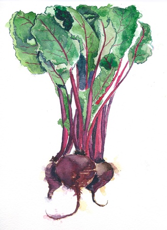 beet rootsの写真素材