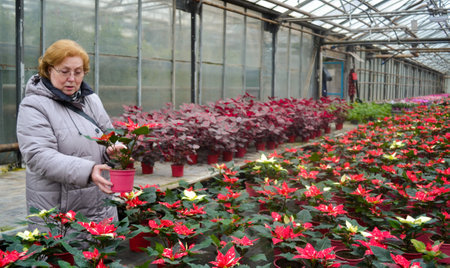 Senior a woman chooses a red and white poinsettia in a greenhouse. Christmas flower sale.の写真素材