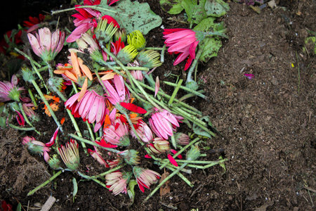 Close-up of cut leaves, flowers of gerbera pink, yellow and orange color, piled pile, mixed with...