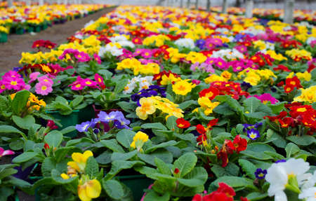 A carpet of many multi-colored primrose flowers grown in a greenhouse.の写真素材