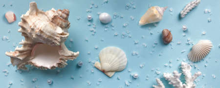 Shells, pebbles, coral tree on a pale blue background. Banner. The concept of a tropical holiday.の写真素材