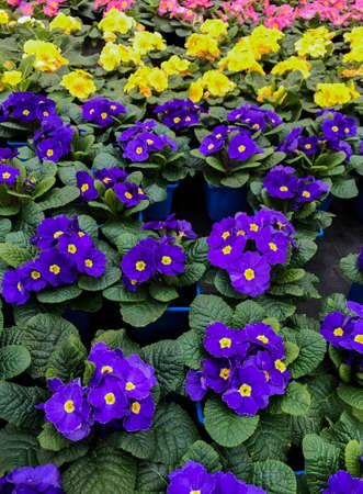 Lots of colorful primrose flowers, also known as cowslip, in flower pots for sale.の写真素材
