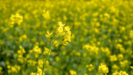 Close-up of a rapeseed flower on a bright yellow flowering rapeseed field. Simple floral background.
