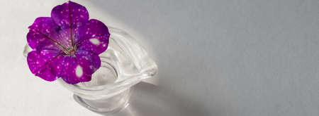 Banner with purple speckled as if space Petunia flower Bud in a transparent jar on a white table on the border of sun and shadow. The concept of hope, beauty, Sunny side of life. Copy space.の写真素材