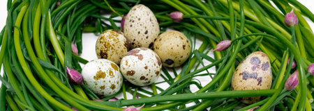 Banner with fresh green onion sprouts with pink buds, among which are quail eggs. The concept of...