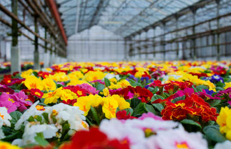 A carpet of many multi-colored primrose flowers, also known as cowslip, grown in a greenhouse. Selective focus.の写真素材