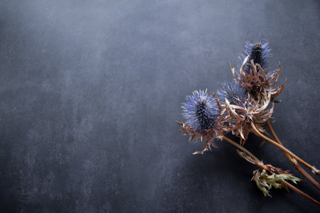 Dry flowers of the blue-headed plant of the family umbelliferae with blue prickly flowers, brown stems on a black background with copy space.の写真素材