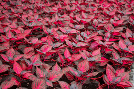 A huge number of bright plants Iresine with red leaves of the amaranth family. Bright natural background.の写真素材