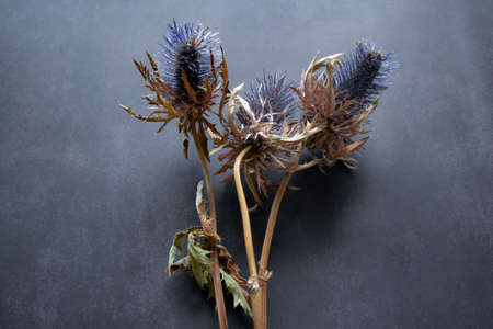 Dry flowers of the blue-headed plant of the family umbelliferae with blue prickly flowers, brown stems on a black background with copy space.の写真素材