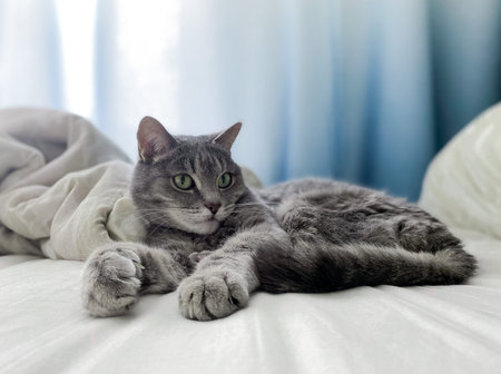 A beautiful gray cat is lying on the owner's bed, comfortably settled, with its paws outstretched....