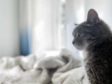 A beautiful gray cat is sitting on the owner's bed and looking up somewhere. Against the background of blue curtains, white linen bed linen. Copy space.の写真素材