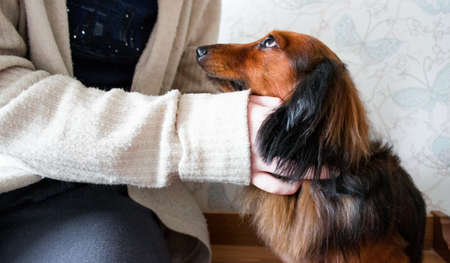 Someone hugs and strokes a long-haired red-haired black dachshund. Dog looks faithfully at the owner.の写真素材