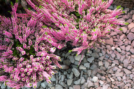 Blooming pink Heather. Selective focus. Gray stone background. Copy space.の写真素材