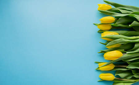 Yellow tulips on a blue background. A copyspace. The concept of a spring, greetings, birthday.の写真素材