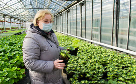 Senior woman in a medical mask chooses a geranium sprout from a variety of bright green seedlings in flower pots in a greenhouse.の写真素材