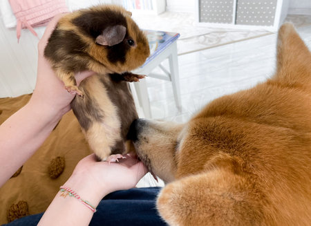 The Akita dog sniffs the tricolor breed teddy guinea pig, which is held of the owner. First meet.