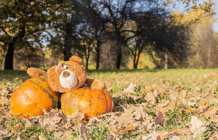 A big brown teddy bear toy with expressive look holds two huge orange pumpkins. Autumn, Halloween and Thanksgiving.の写真素材