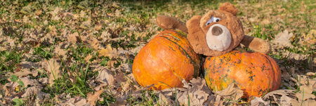 Banner with a big brown teddy bear toy with expressive look holds two huge orange pumpkins. Autumn, Halloween and Thanksgiving.の写真素材