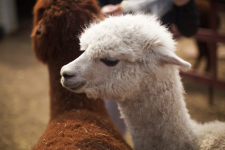 alpaca in alpaca farm