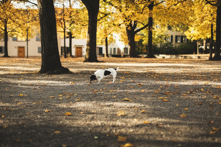 streets and beautiful places in Zurichの写真素材