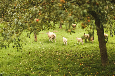 Sheep in countryside of Normandyの写真素材