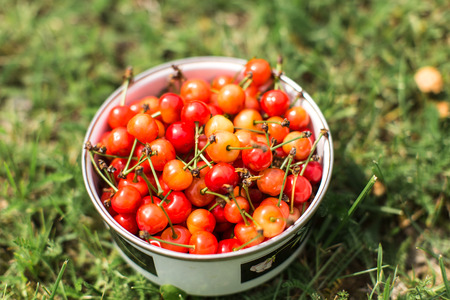 bowl of cherries on green grassの写真素材