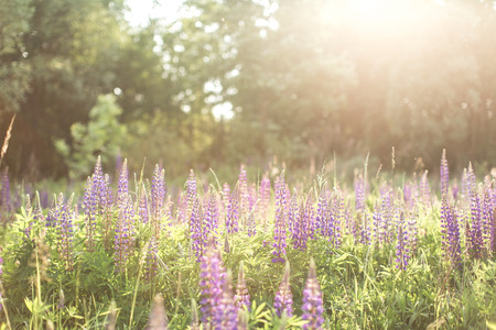 beautiful flower field in summerの写真素材