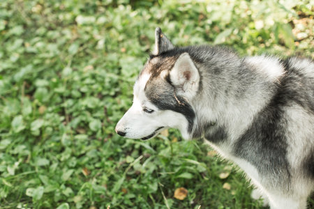 Husky dog ??walking in forest, summer