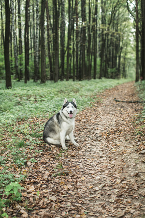 Husky dog ??walking in forest, summerの写真素材