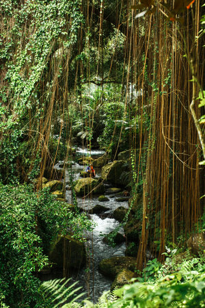 monkey in Asian rainforest