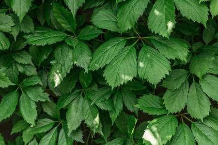 Green ivy close-up, texture, backgroundの写真素材