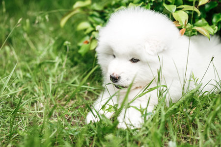 Puppy Samoyed Laika on the grassの写真素材