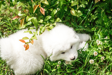 Puppy Samoyed Laika on the grassの写真素材