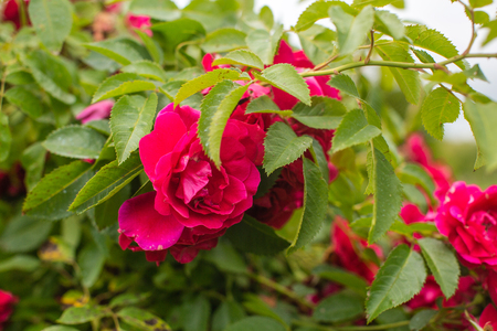 buds of a red rose in the gardenの写真素材