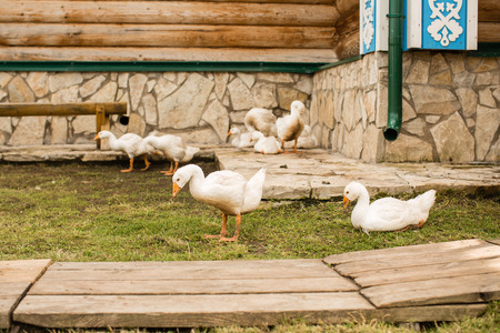 housekeeping, geese in the villageの写真素材